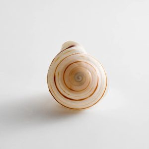 Santana Shell Statement Ring - Natural